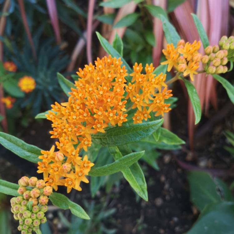 plant image 1368075 plant image 1368075