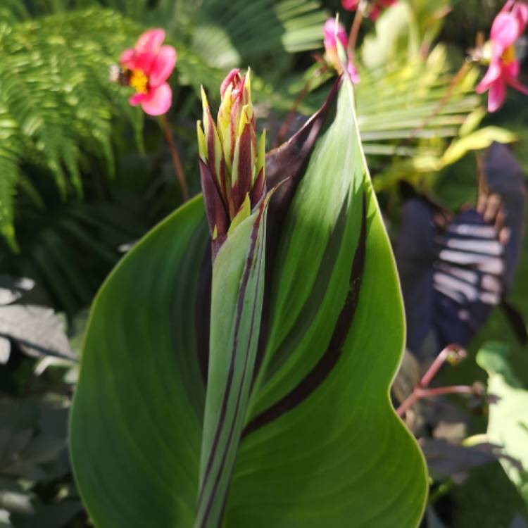 plant image 1379222 plant image 1379222