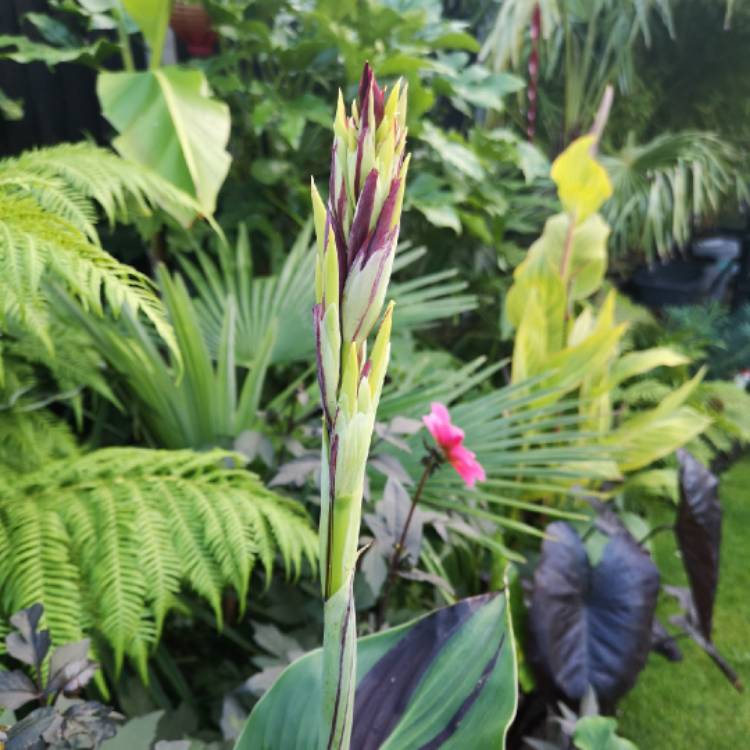 plant image 1381365 plant image 1381365