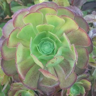 Aeonium Arboreum Atropurpureum