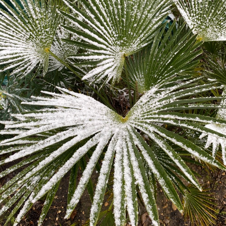 plant image 1438851 plant image 1438851