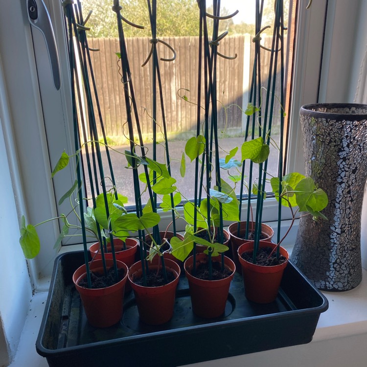 plant image 1459143