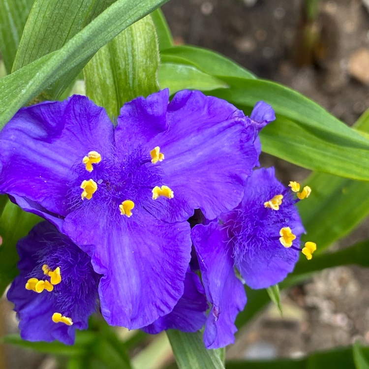 plant image 1494262 plant image 1494262