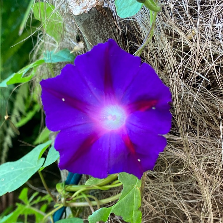 plant image 1494824