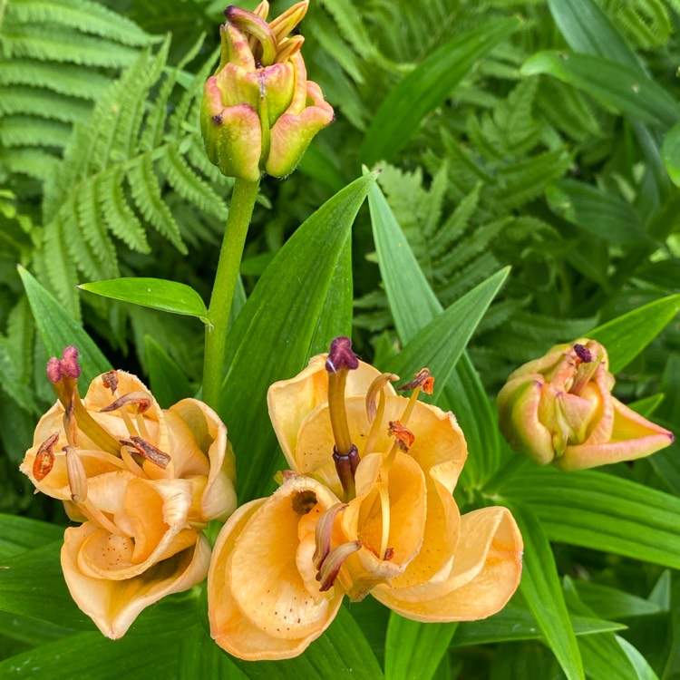 plant image 1501047 plant image 1501047