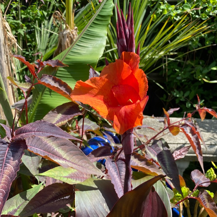 plant image 1501447 plant image 1501447