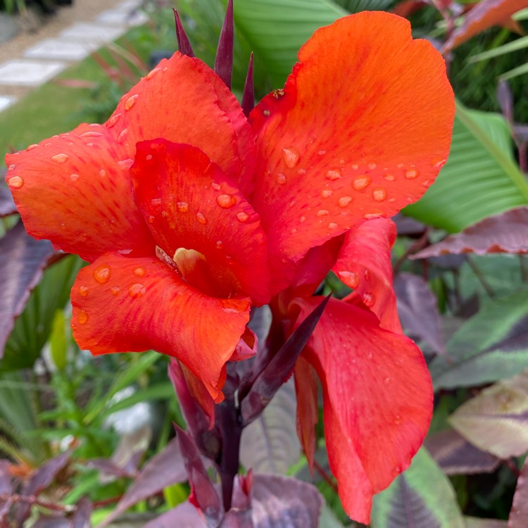 plant image 1504600 plant image 1504600