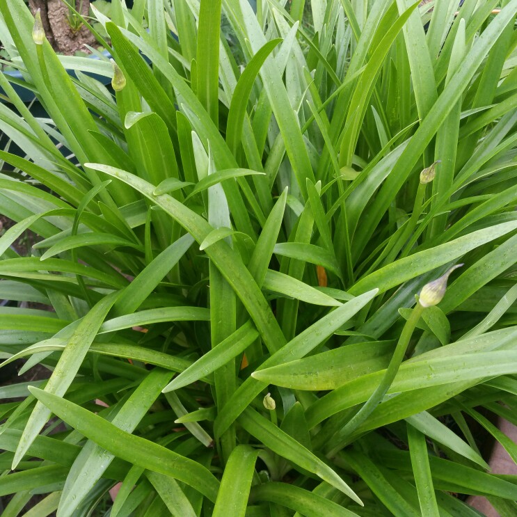 plant image 151190 plant image 151190