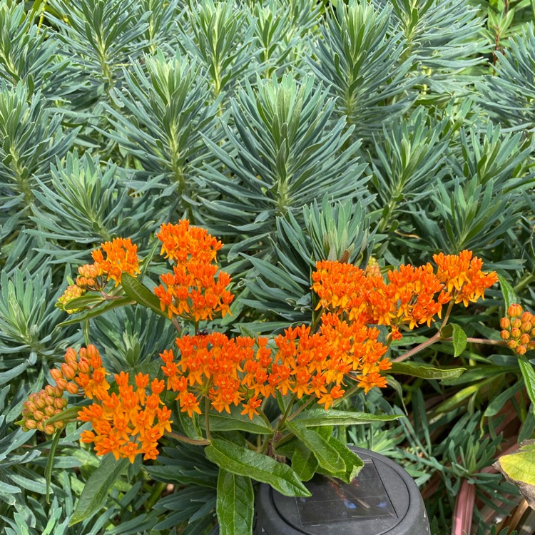plant image 1519529 plant image 1519529