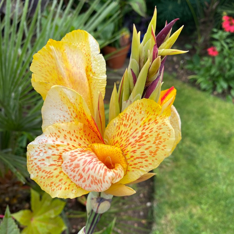 plant image 1522862 plant image 1522862
