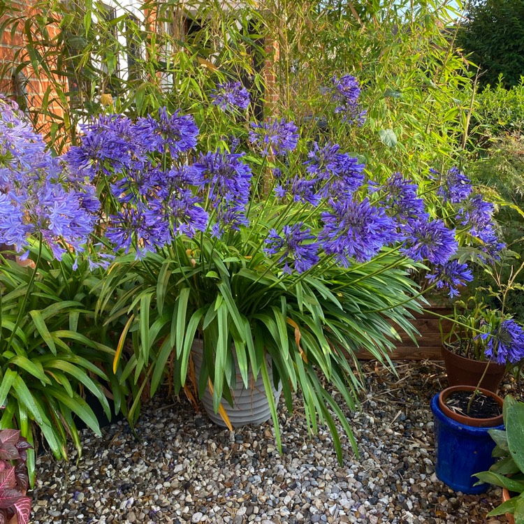plant image 1523596 plant image 1523596