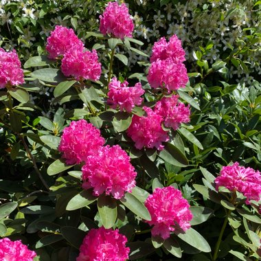 Rhododendron 'Germania'