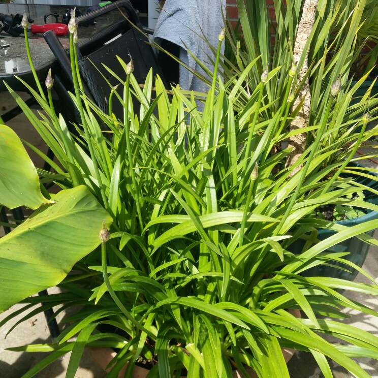 plant image 160656 plant image 160656