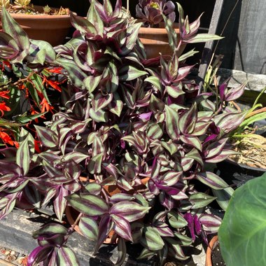 Tradescantia zebrina  syn. Tradescantia tricolor, Tradescantia zebrina pendula, Tradescantia pendula