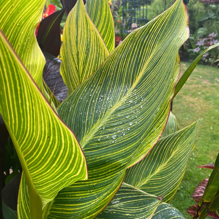 plant image 1619517
