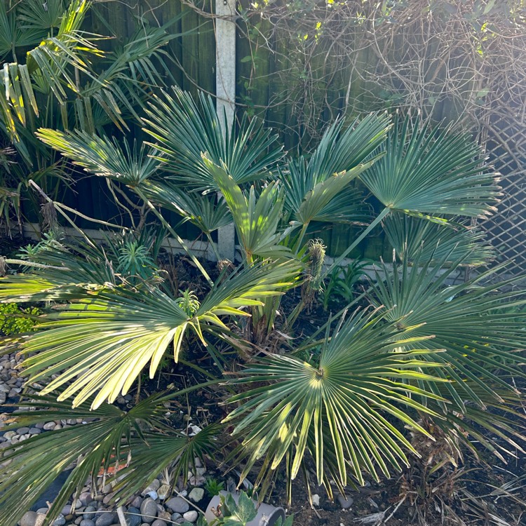 plant image 1653303 plant image 1653303