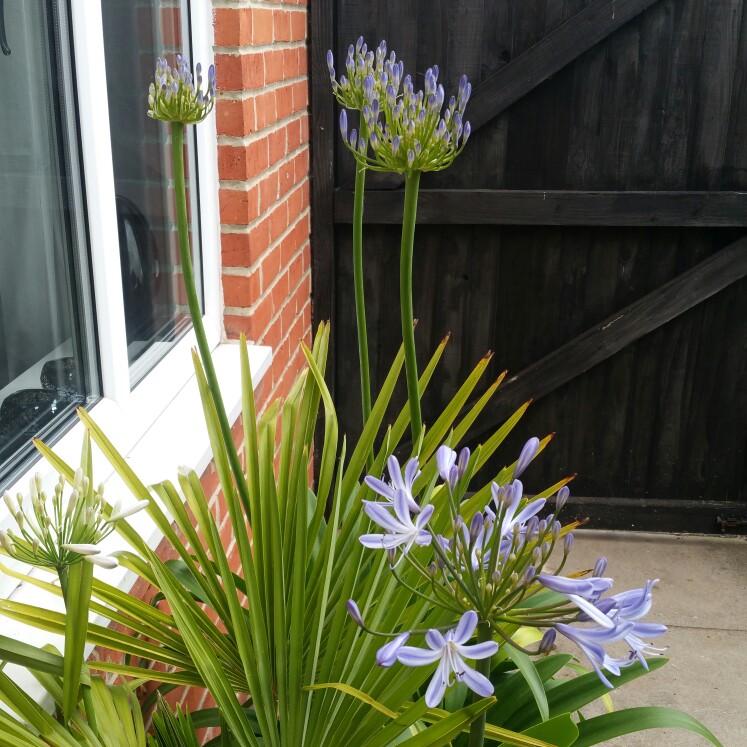 Agapanthus