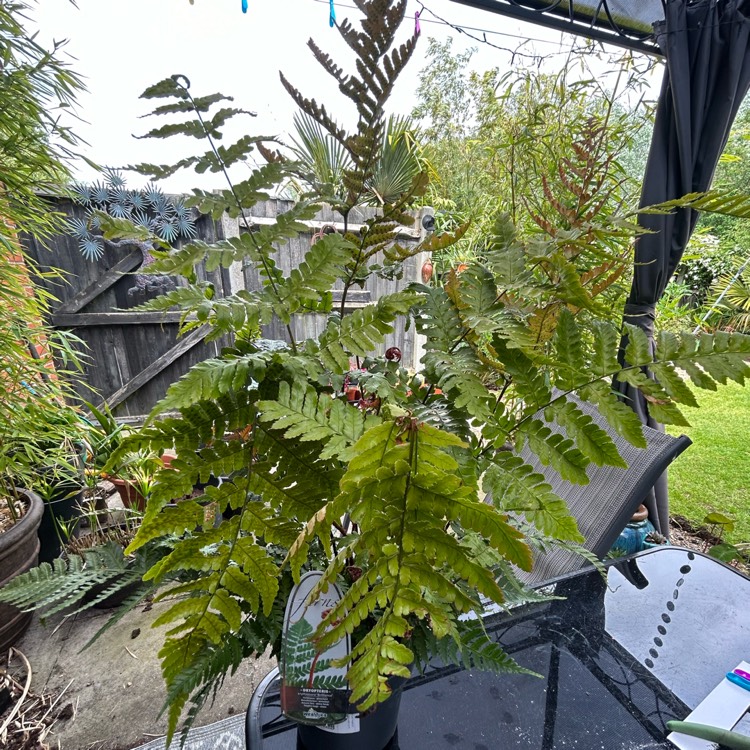 Plant image Dryopteris erythrosora 'Brilliance'