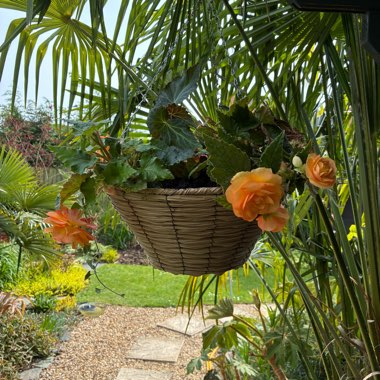 Tuberous Begonia 'Illumination Apricot Shades'
