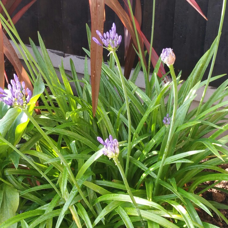 plant image 183252 plant image 183252