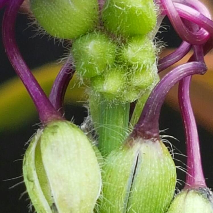plant image 238321 plant image 238321