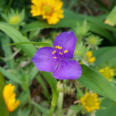 Tradescantia 'Outdoor plants'