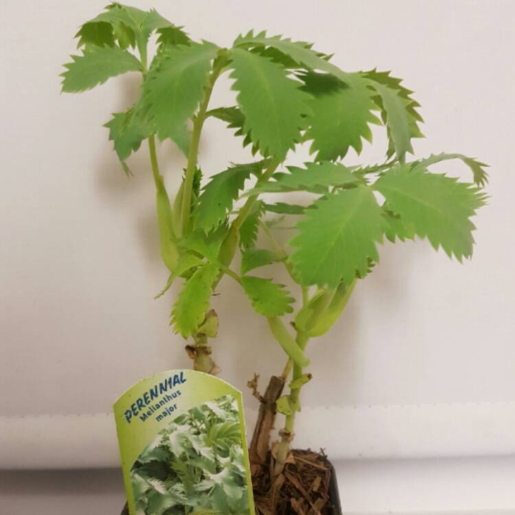 plant image 272902 plant image 272902