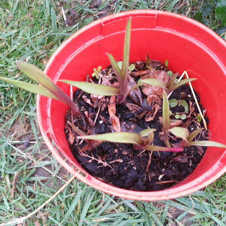 plant image 33927 plant image 33927