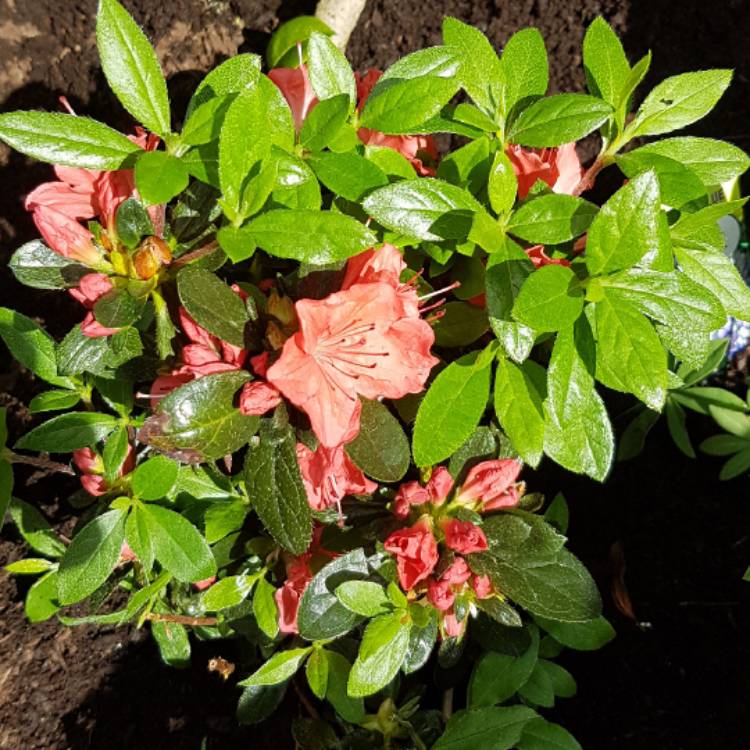 Plant image Rhododendron 'Orange Beauty'