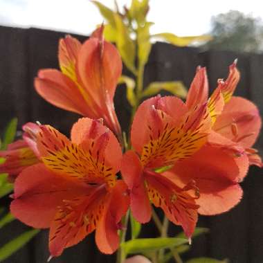 Alstroemeria 'Callisto'
