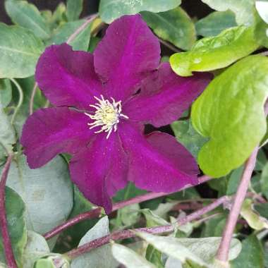 Clematis 'Warsaw Nike'