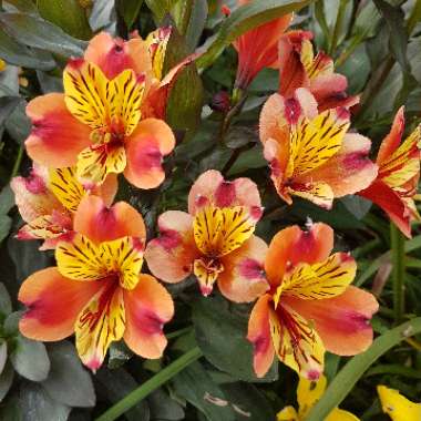 Alstroemeria 'Tesronto' (Summer Paradise Series) syn. Alstroemeria 'Indian Summer'