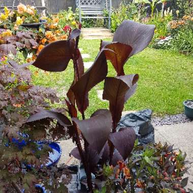 Canna 'Lon01' syn. Canna 'Tropicanna Black'