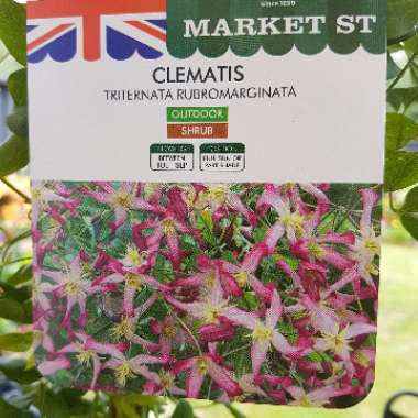 Clematis x triternata 'Rubromarginata