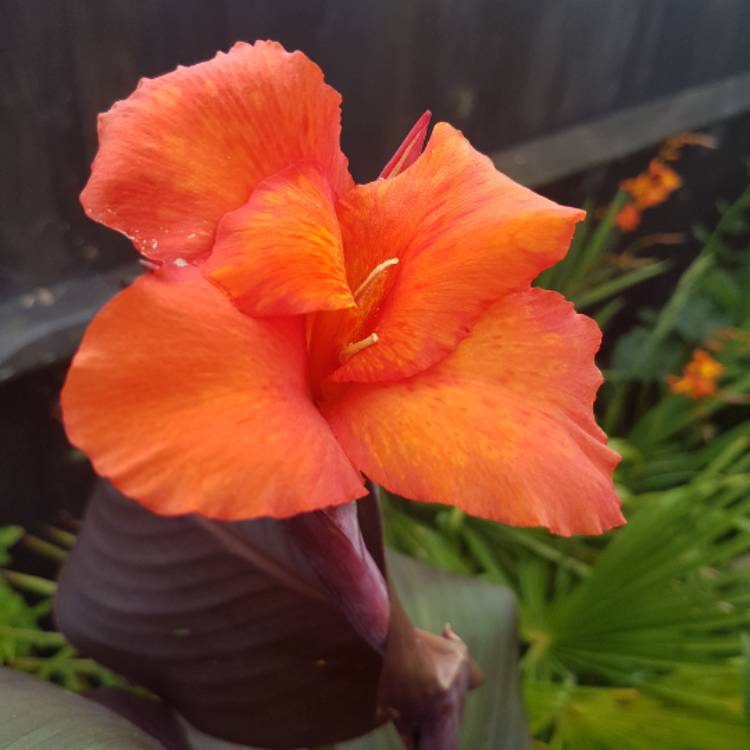 plant image 488455
