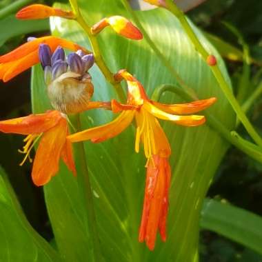 Crocosmia 'Prince of Orange'