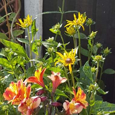 Rudbeckia fulgida var. sullivantii 'Goldsturm'