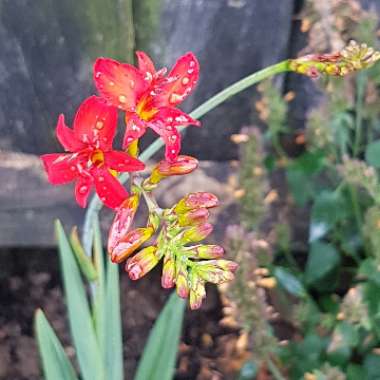 Crocosmia 'Lucifer's Children'