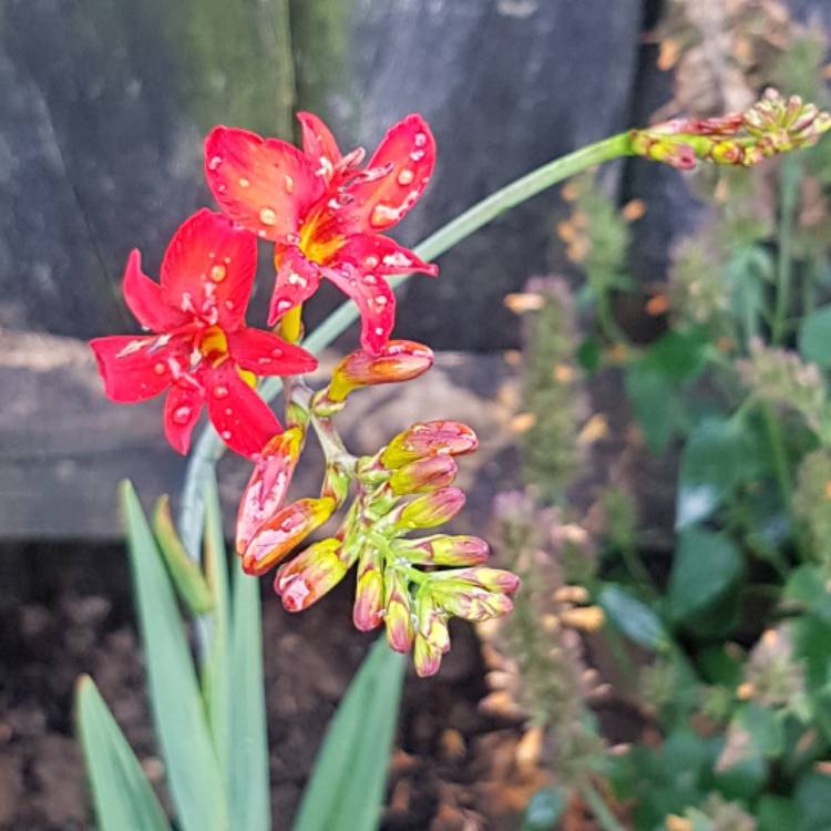 plant image 509872