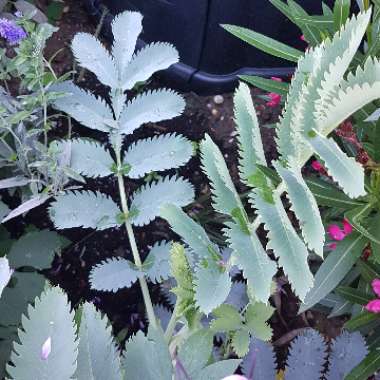 Melianthus major 'Purple Haze'