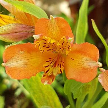 Alstroemeria 'Orange Supreme'