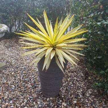 Yucca gloriosa 'Bright Star'