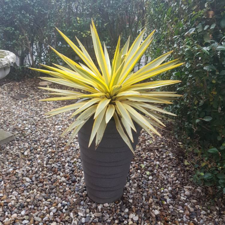 plant image 600288