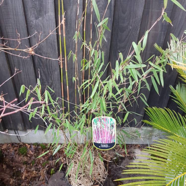 plant image 610375 plant image 610375