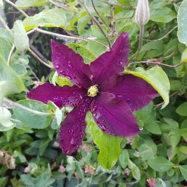 Clematis 'Warsaw Nike'