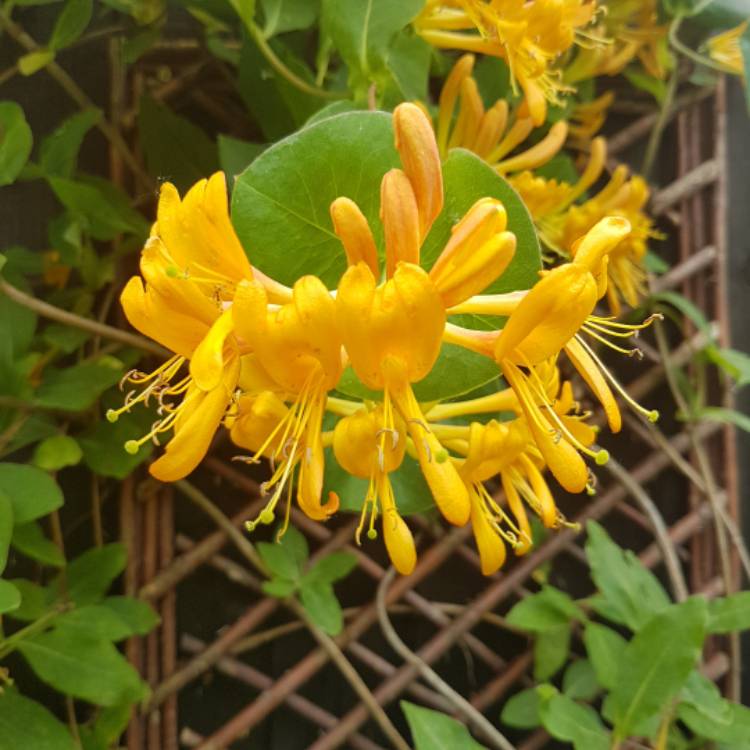 Plant image Lonicera x tellmanniana
