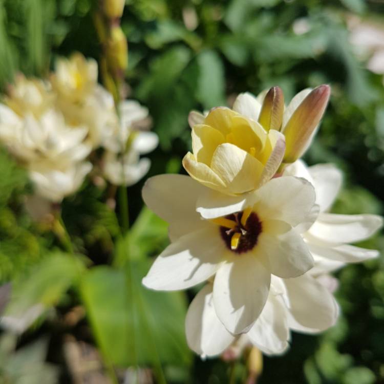 plant image 741027
