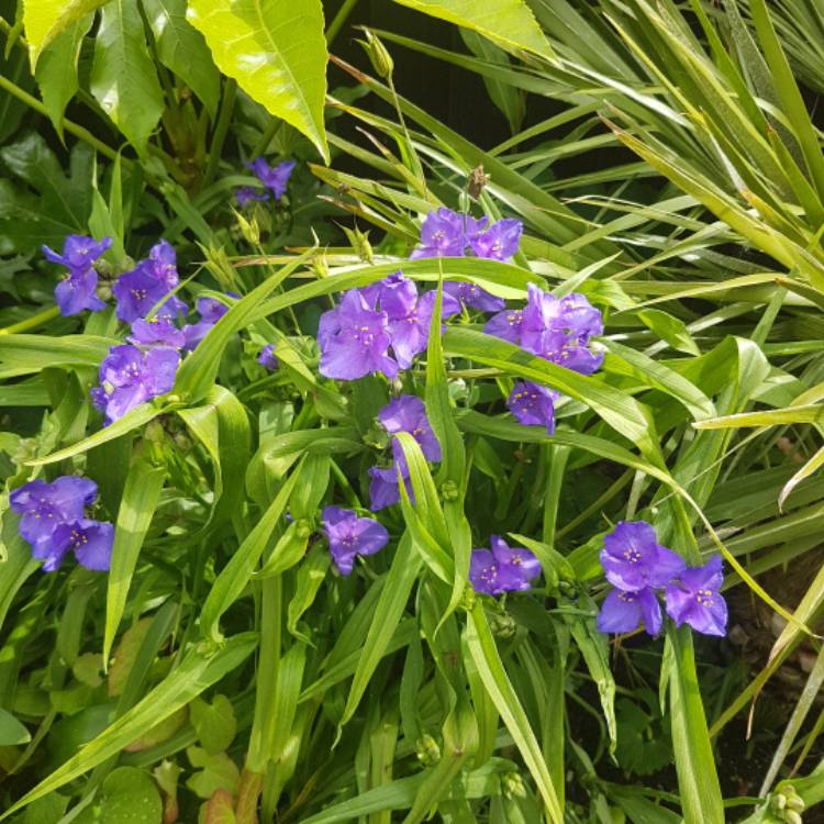 plant image 742762 plant image 742762