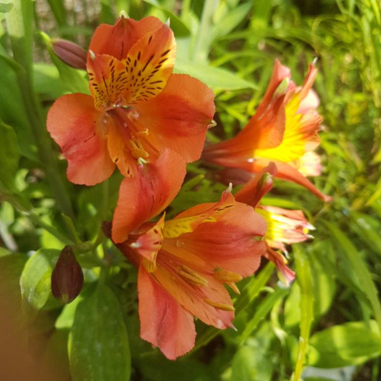 plant image 742774 plant image 742774