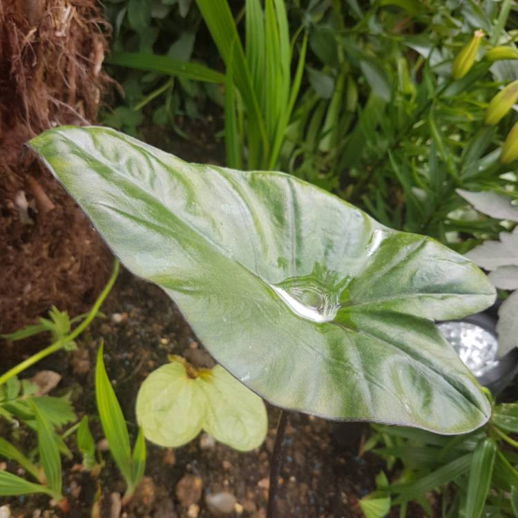 plant image 745753 plant image 745753